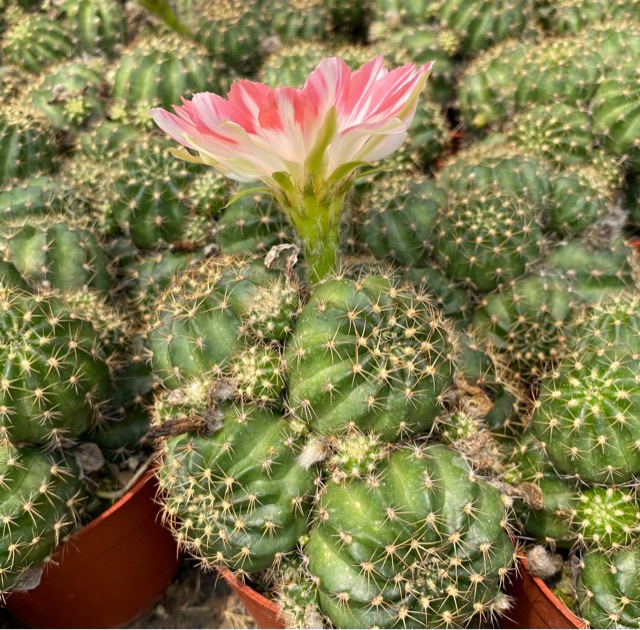 丽花桃夭仙人球多头开花机器多肉植物基地直发-阿里巴巴