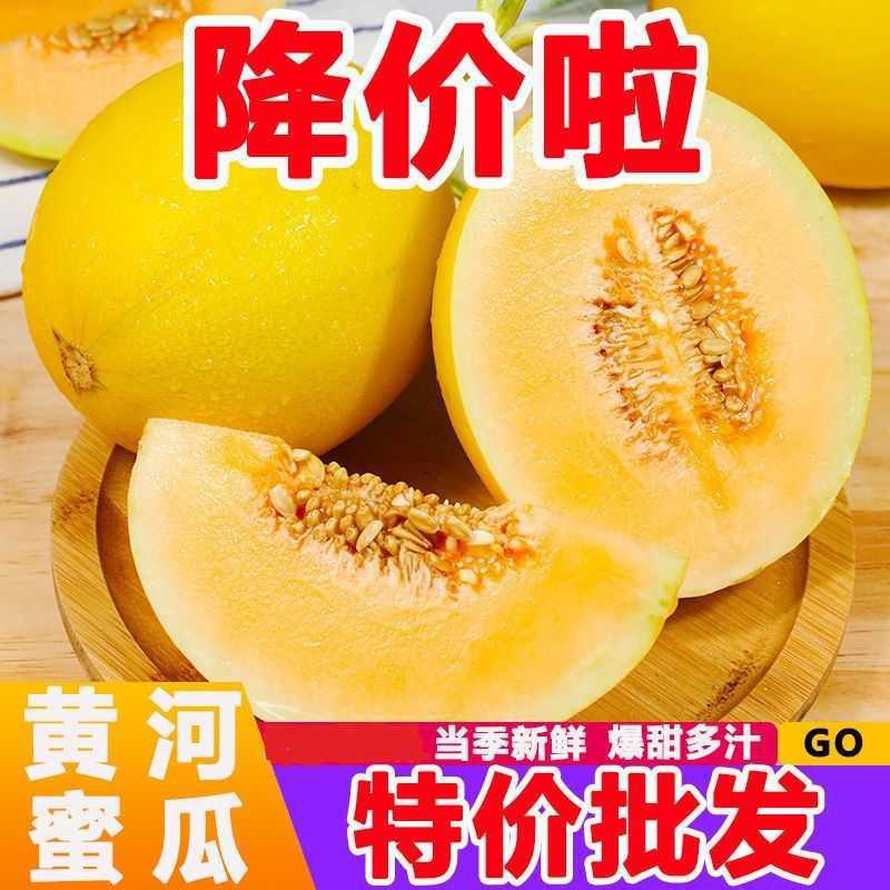 新鲜现货哈密瓜爆甜黄河蜜瓜皮薄黄皮哈密瓜批发东方蜜瓜