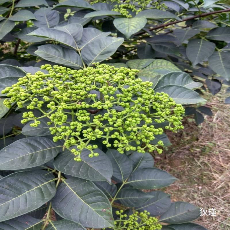 新货吴茱萸中药材吴茱萸粉野生江西直销中小绿吴茱萸无硫批发零售