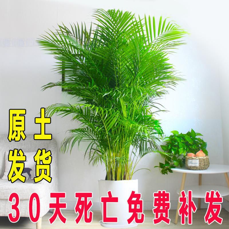 散尾葵盆栽四季常青绿植凤尾竹室内客厅阳台办公室桌面盆栽-阿里巴巴