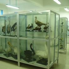 标本展示柜铝木玻璃标本柜校园实验室博物馆生物标本陈列柜