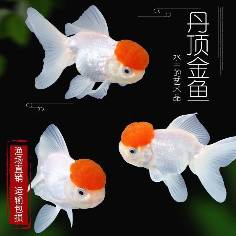 金鱼批发小鹤顶红头帽鱼好养红子头鸿运当头冷水鱼观赏鱼红默认