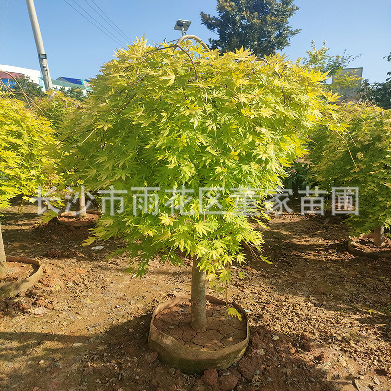 供应黄金流泉枫树 黄金流泉枫树袋苗 黄金流泉枫 别墅用黄金流泉