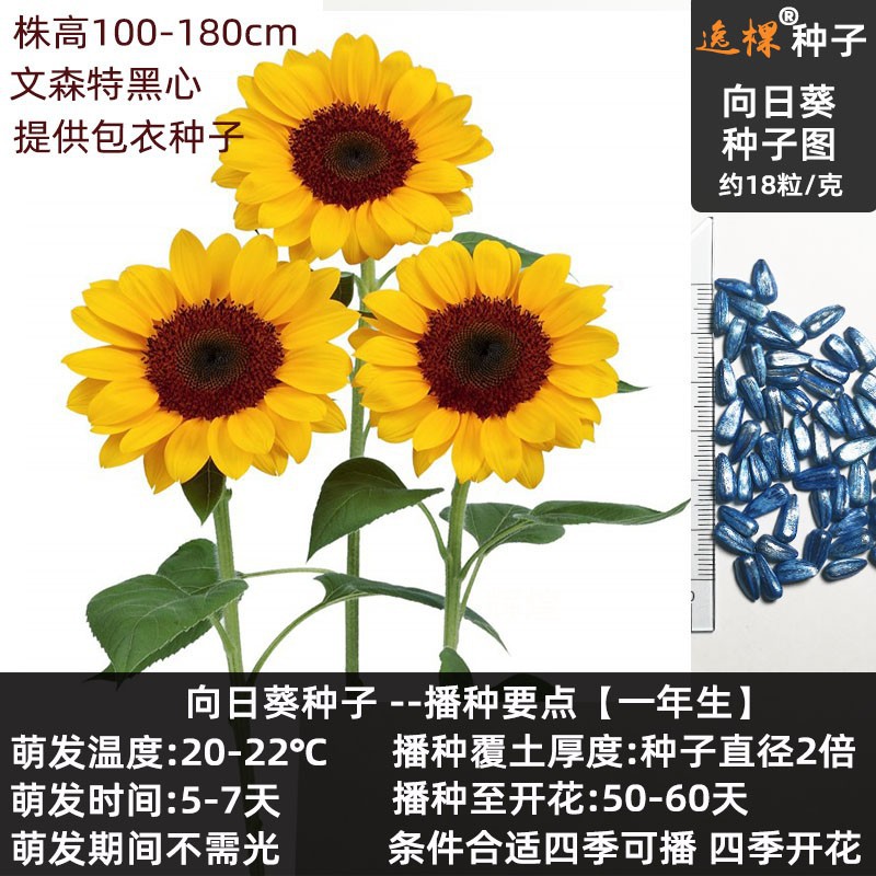 鲜切花向日葵种子文森特2 老品种橙色黑芯 花卉种子批发