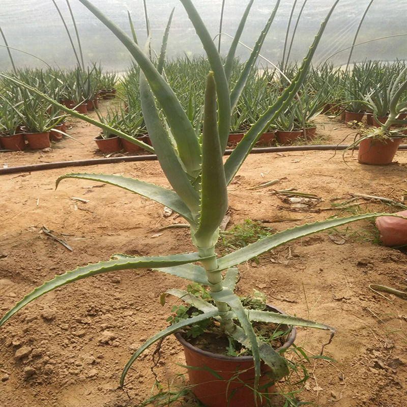 木立芦荟盆栽绿植龙爪菊芦荟盆栽花多肉植物苗芦荟可食用叶片盆栽