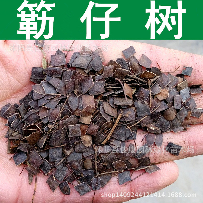 簕仔树种子 围园簕 勒子树 勒仔树 勒子刺 有刺银合欢 1件=1斤