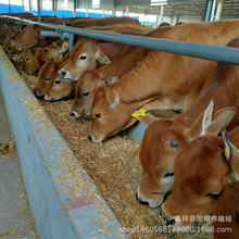 山东西门塔尔牛 鲁西黄牛牛犊 大量批发鲁西黄牛牛苗肉牛犊养殖场