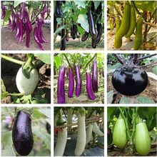 长茄子种籽白茄种子圆黑紫色长茄特大绿长茄杭茄四季蔬菜种子大全