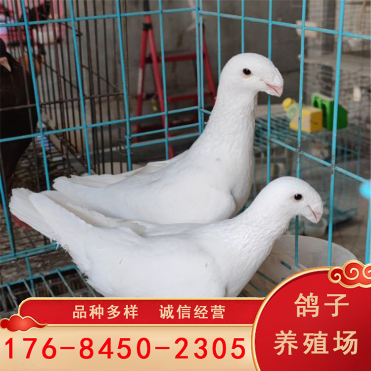 瓦灰马头鸽 蛇头鸽一对多少钱 美河马鸽子 黄杠蛇头鸽
