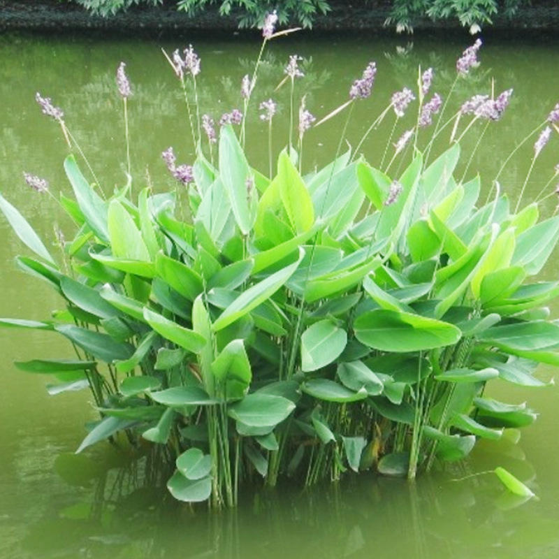 批发再力花种子 庭院绿化净化水质花 公园别墅鱼池绿植水生植物