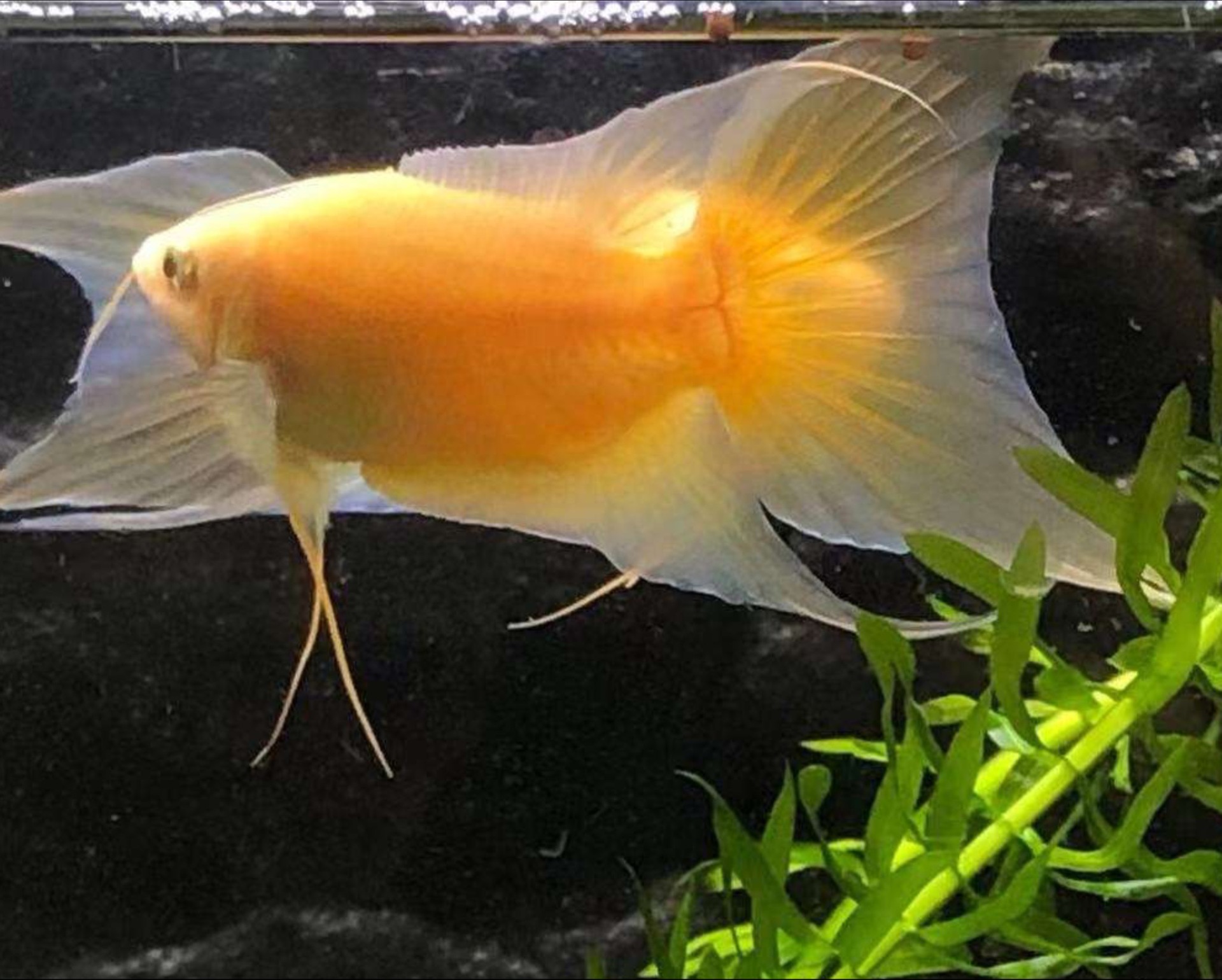 斗鱼黄金招财鱼不用打氧耐活观赏小鱼好养冷水淡水鱼苗免加温