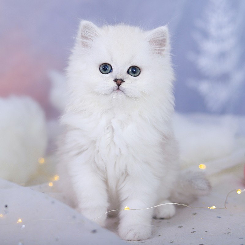 金吉拉宠物猫英短银渐层幼崽猫咪活体纯白幼猫活体纯种长毛波斯系
