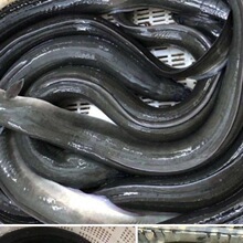 鳗鱼福建淡水河黑新鲜活鲜活河鳗白鳝白鳗水产生鲜厂家直销独立站