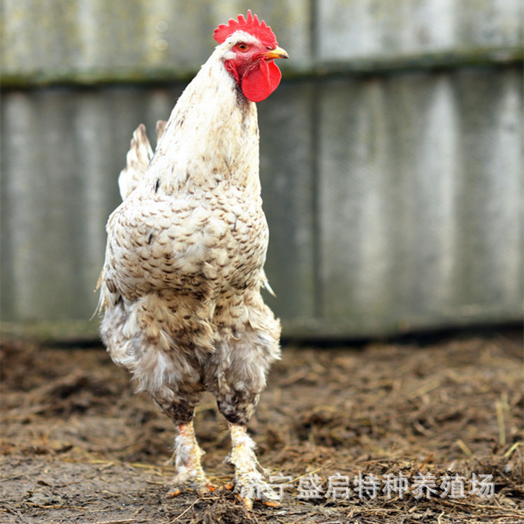 哪里有卖白芦花鸡的 脱温幼苗一斤左右的多少钱一只常年批发