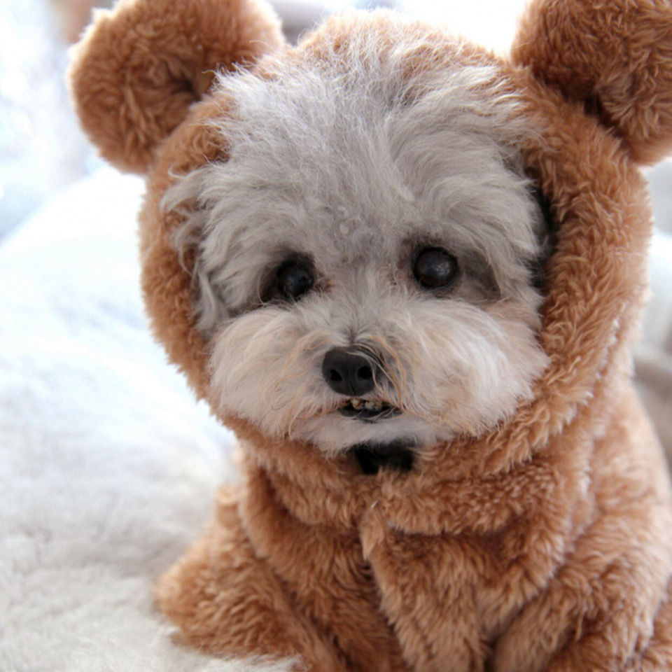 宠物小型犬比熊博美雪纳瑞小狗泰迪狗狗衣服秋冬装冬装可爱四脚衣