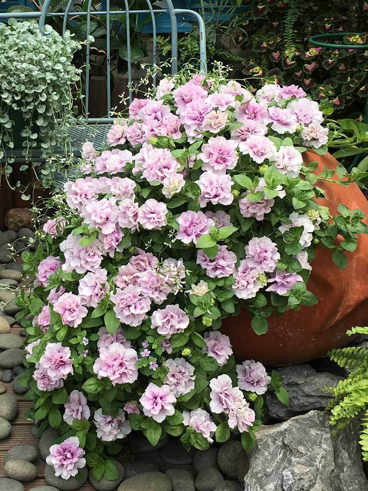 【重瓣盆苗】无性矮牵牛四季超级垂吊冰淡紫开花不断进口盆栽花卉