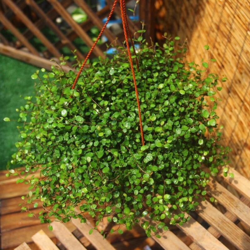 婚纱吊兰盆栽植物室内千叶吊兰垂吊悬挂新房装修吸甲醛 一盆