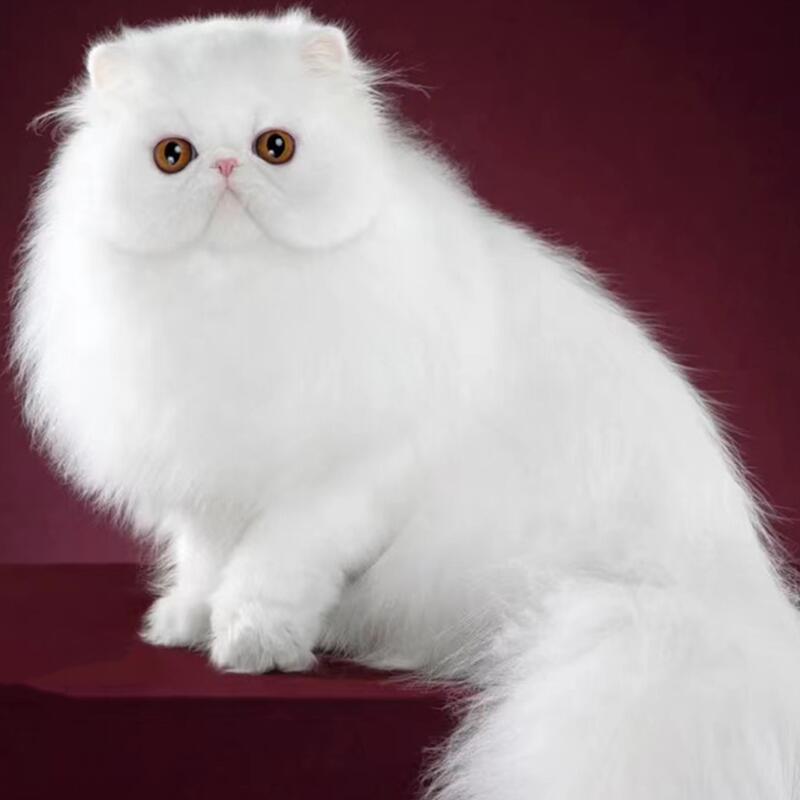 全国香港发货长毛黑白色净梵波斯猫幼崽大脸异国短毛宠物加菲猫咪