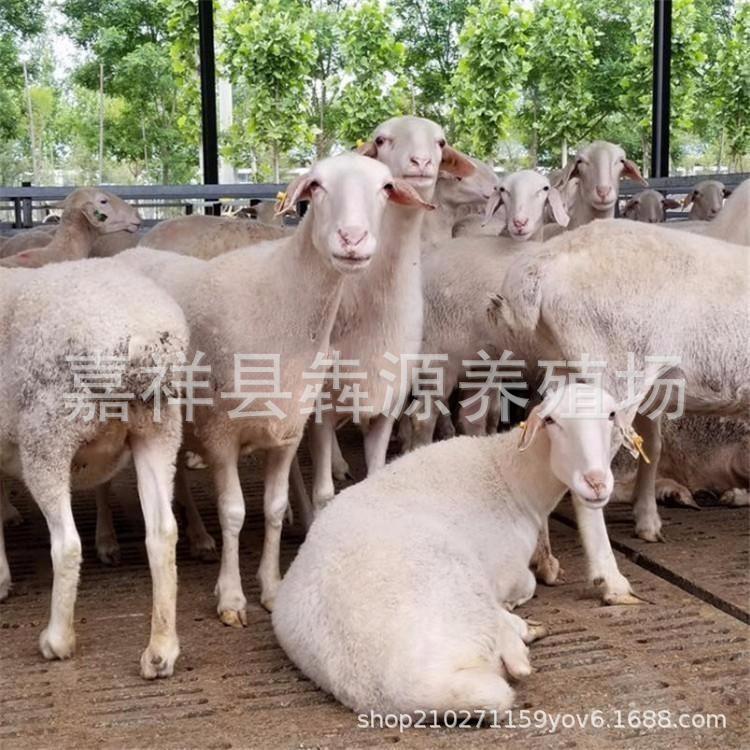杜泊改良黑头绵羊活体怀孕母羊羊羔种公羊萨福克绵羊免送养殖技术