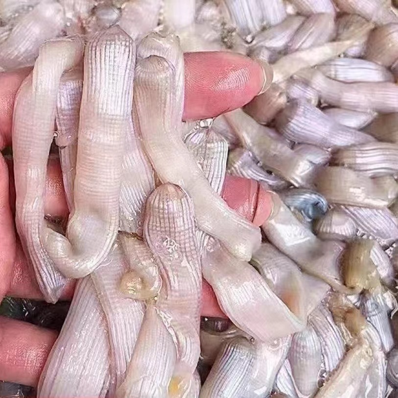 【海之林】三去沙虫 广州现货批发口感鲜甜可定包装重量-阿里巴巴