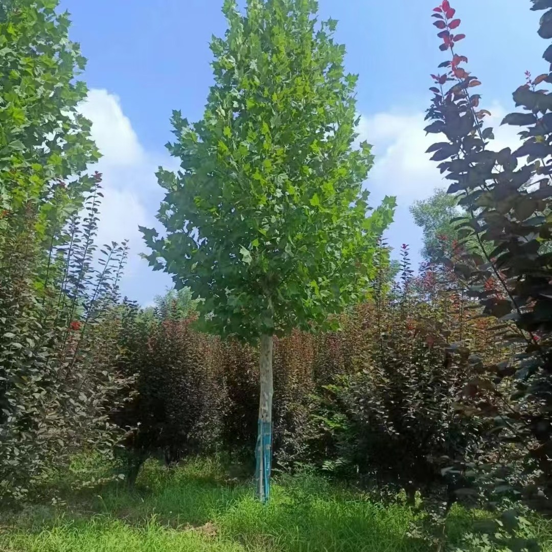 西安苗圃基地供应法国梧桐树 陕西法桐树基地直销