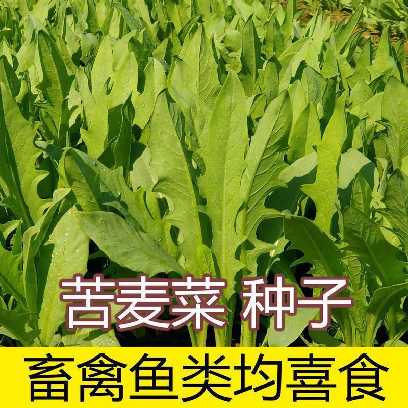 精品苦麻菜苦麦菜种子四季多年生牧草种籽饲用养殖鱼猪鸡鸭鹅草种