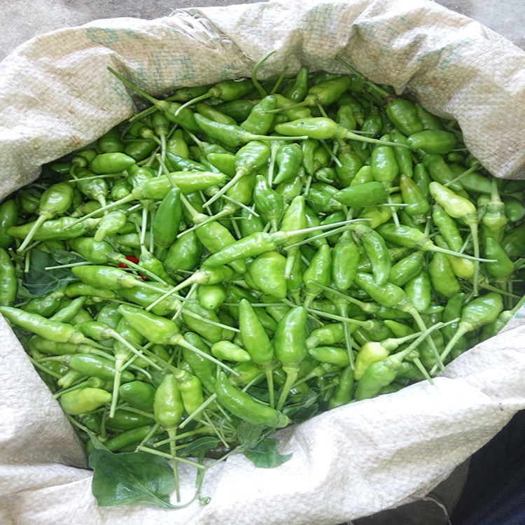 新鲜野山椒辣椒指天椒朝天椒老坛泡椒广西现摘发包邮半斤-5斤