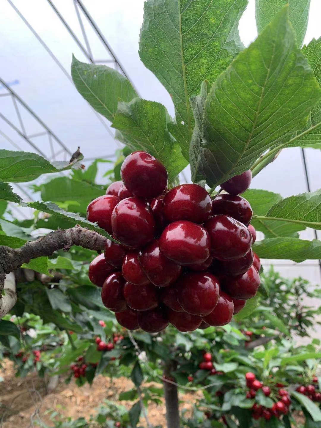 现货大连露天樱桃顺丰发货大连美早樱桃现摘脆甜车厘子