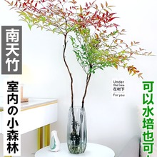 水培植物南天竹盆栽水养室内富贵竹绿植吊钟马醉木好养竹子花卉