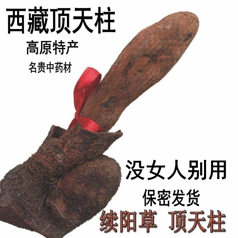 甄选【西藏顶天柱】野生续阳草 回春草起的快 持久泡茶泡酒料配龙