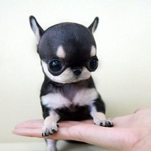 吉娃娃幼犬纯种活体茶杯狗黑色白色黄色苹果头圆眼睛北京犬舍狗场