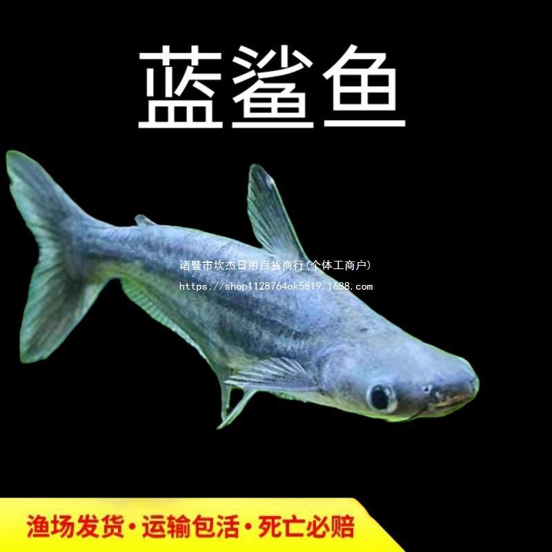 蓝鲨白化鲨小蓝鲨苗虎头鲨凶猛淡水热带鱼观赏鱼活体活鱼好养其他