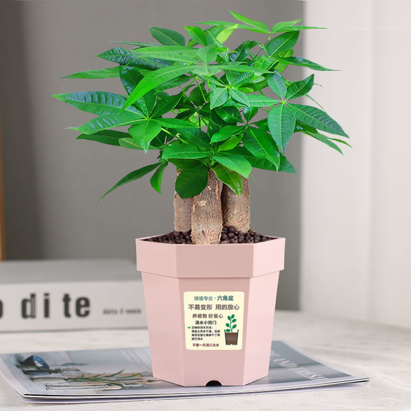 发财树盆栽室内客厅桌面绿植小盆景大发财树苗金钱树办公室植物