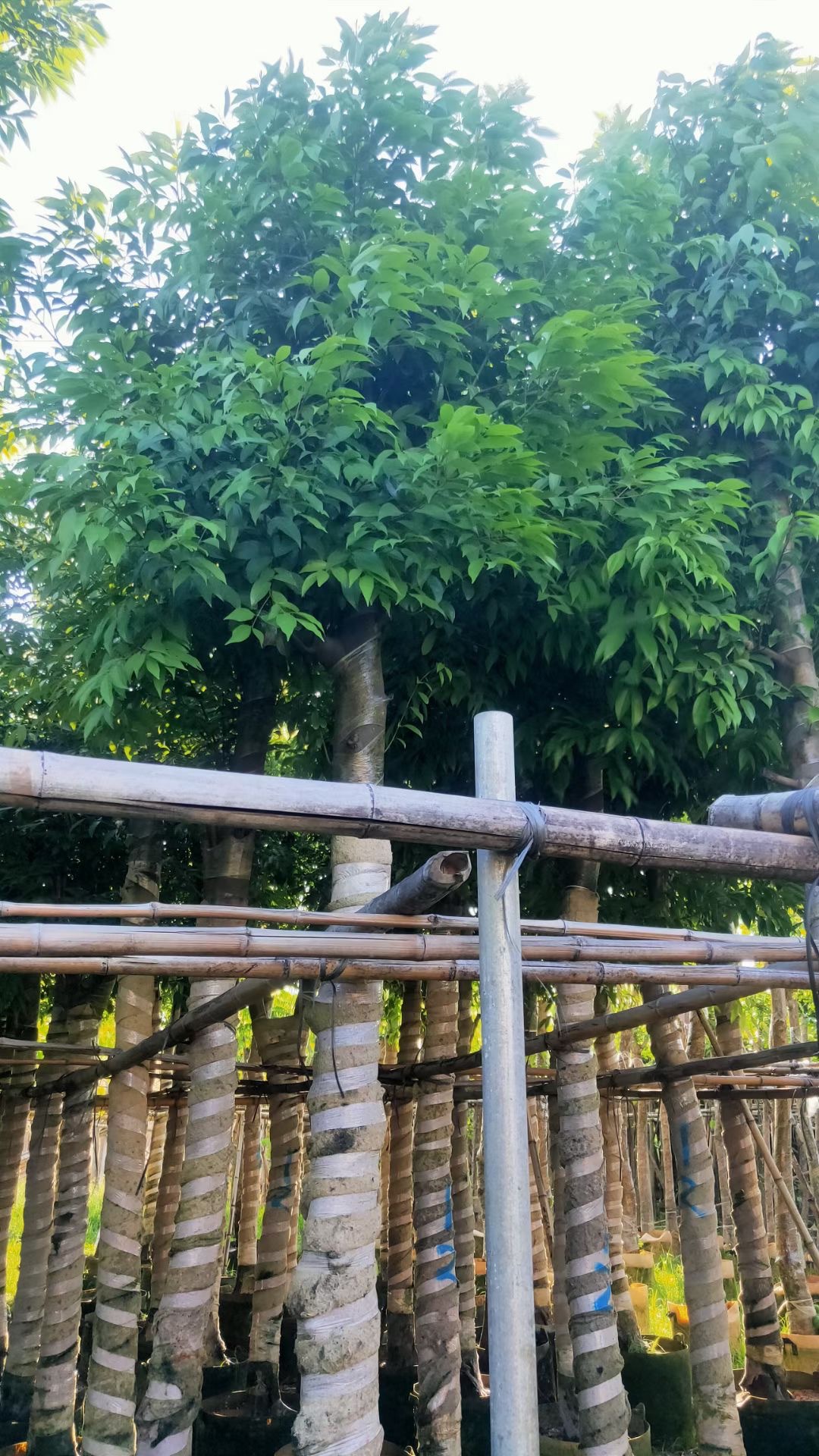 普宁基地直供天竺桂行道树绿化苗木 阴香 5-20cm规格齐全量大价优