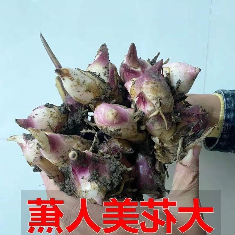 美人蕉种球四季易养花卉盆栽室外庭院地栽花苗多年生植物带芽根茎