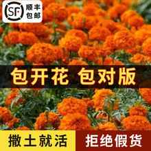 万寿菊花种子耐寒花籽四季播种开花园艺园林景观工程绿化花种籽子