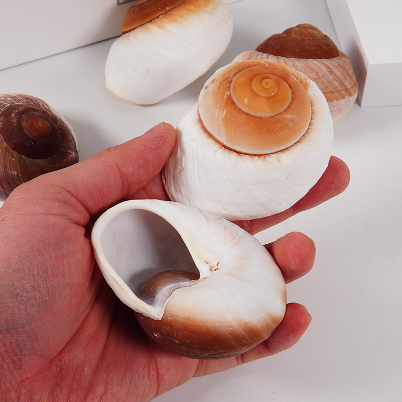 海螺壳家居装饰卷贝鱼寄居蟹壳水族造景贝壳标本天然面包螺大号批