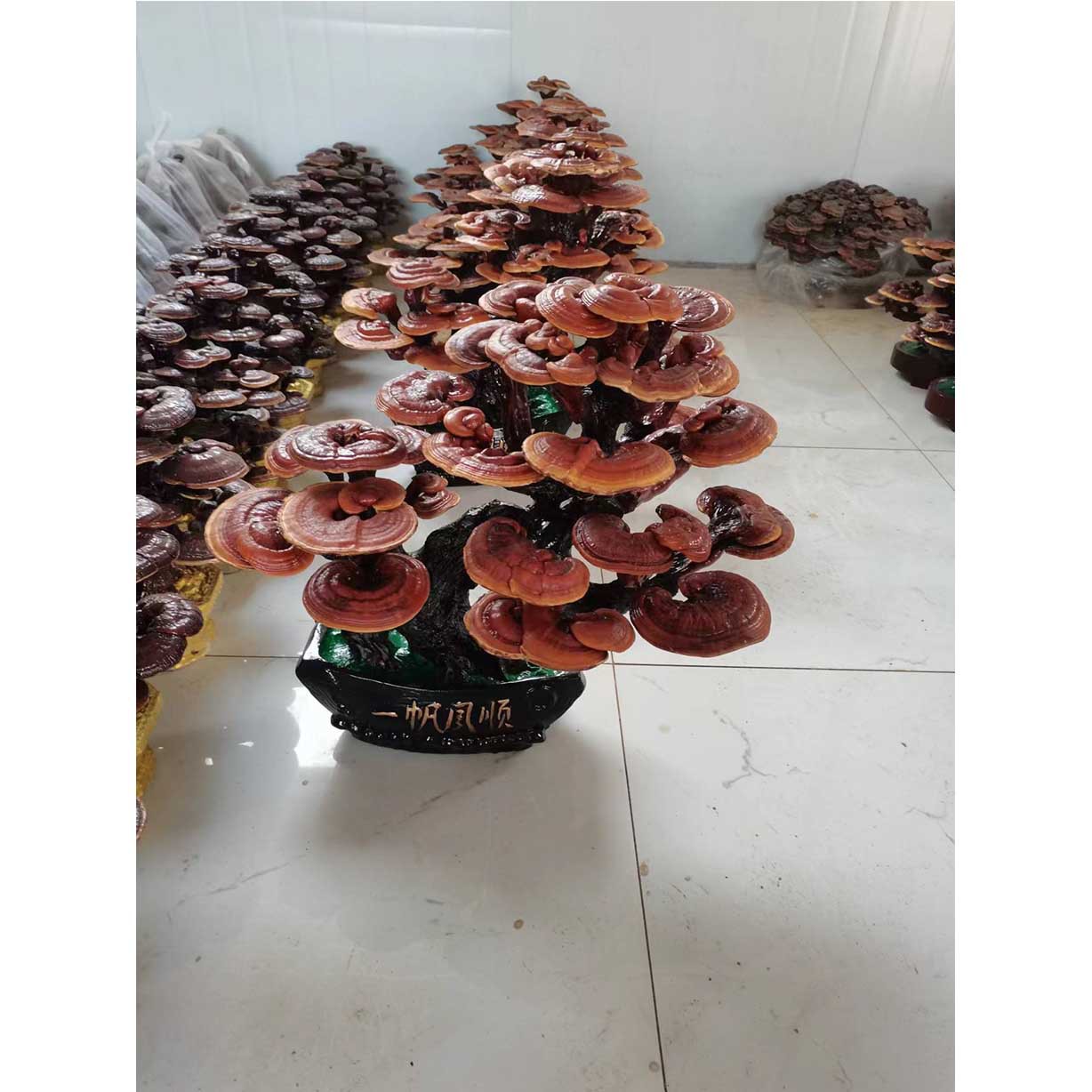 灵芝盆景款式多样现货批发灵芝产地活体嫁接灵芝盆景各种款式