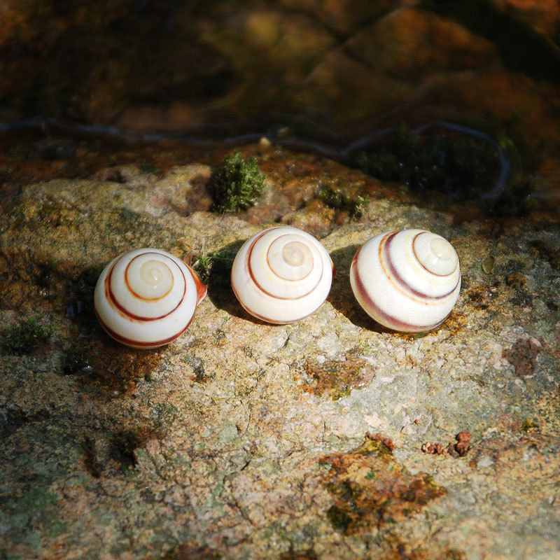 伊利卡诺扭巴蜗牛螺 条纹白面包螺 天然海螺 稀有收藏小海螺批发