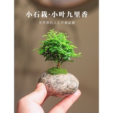 小叶九里香盆栽微型室内老桩花卉绿植石头盆景桌面观叶开花植物