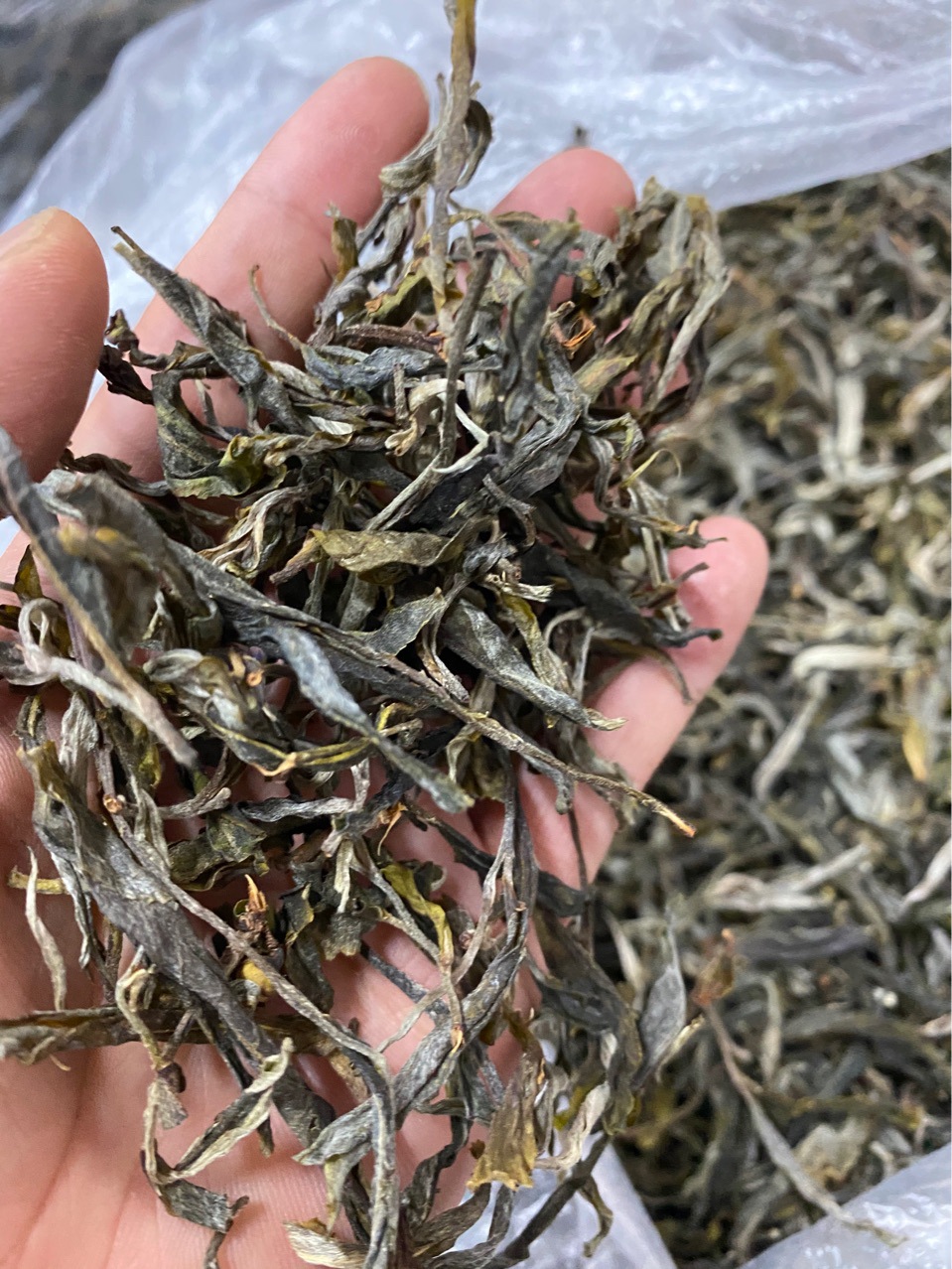 厂家供应袋装茶叶普洱红茶信阳毛尖金骏眉茉莉花茶碧螺春茶叶063