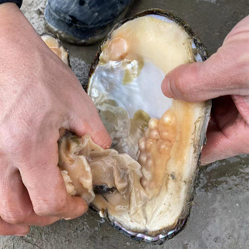 现货批发淡水珍珠蚌鲜活珠蚌活体珍珠河蚌养殖基地直发珍珠贝饰品