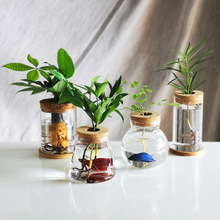 创意水培玻璃花瓶透明微景观生态鱼缸摆件绿萝水养植物插花工艺品