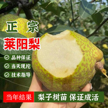 莱阳梨树苗嫁接特大脆甜茌梨慈梨树活苗南北方庭院地栽果树苗盆栽