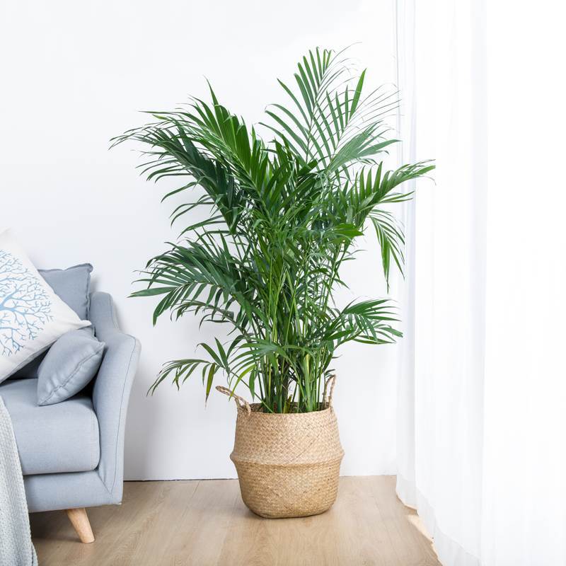 散尾葵凤尾竹富贵椰子室内客厅中小型植物盆栽袖珍椰子大型绿植
