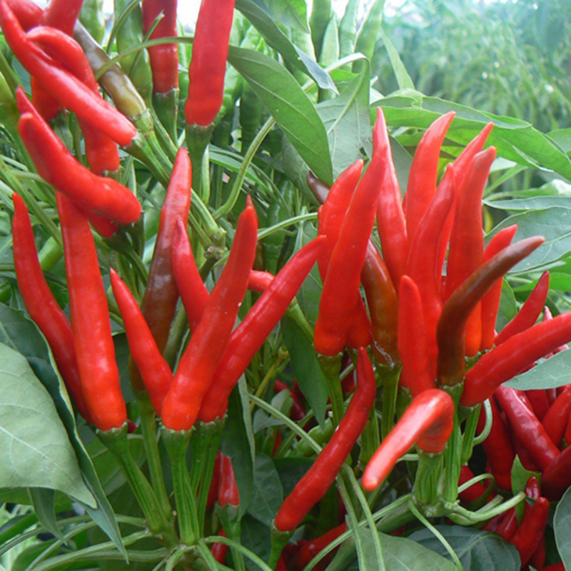 牛角椒青椒尖椒超辣 味浓种籽四季早熟盆栽辣椒种孑 掌柜推荐多季