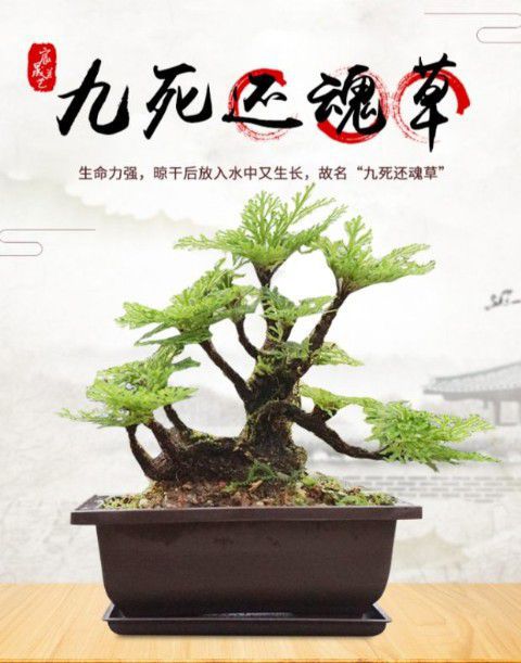 卷柏植物九死还魂野生小叶老桩吸水石菖蒲室内桌面微型盆景盆栽