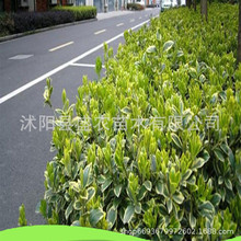 冬青球冬青球树冬青球形庭院球型球形球类植物大叶黄杨球四季常青