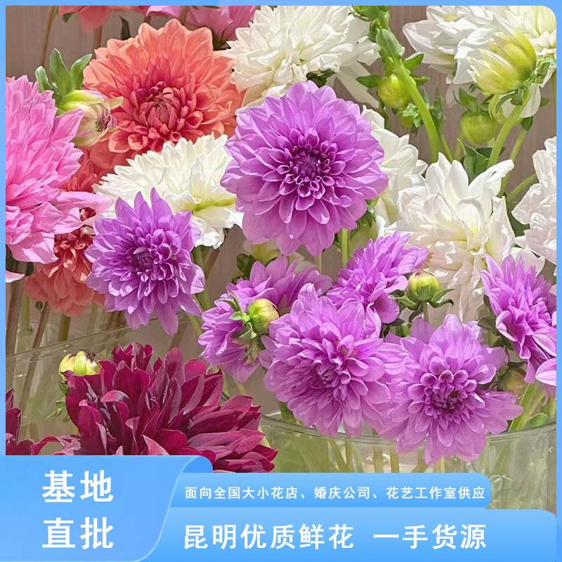 重瓣大丽花 鲜切花云南斗南鲜花家庭拼插花店花束花艺沙龙基地直