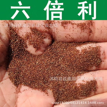 草花种子 六倍利种子 山梗菜 翠蝶花种子 花半边莲 1件=1斤